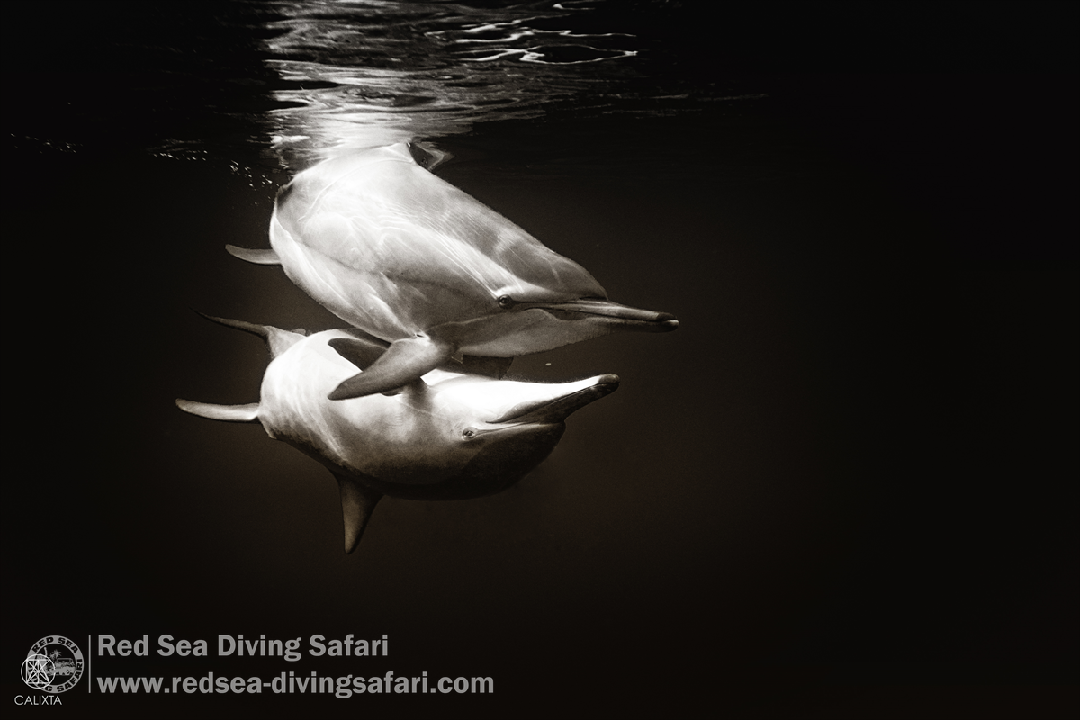 Dolphin love